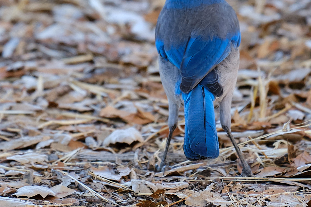 Tail feathers of a blue bird
