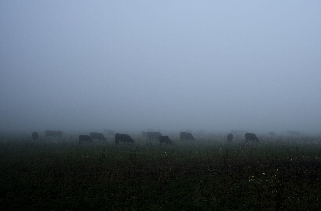 Fog. Cows. Grass. Right.